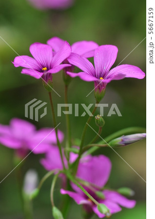 イモカタバミ イモカタバミ 5667159