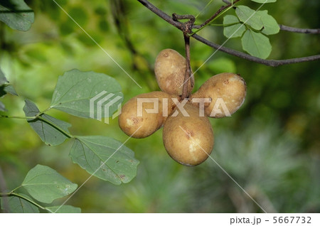アケビの実 5667732