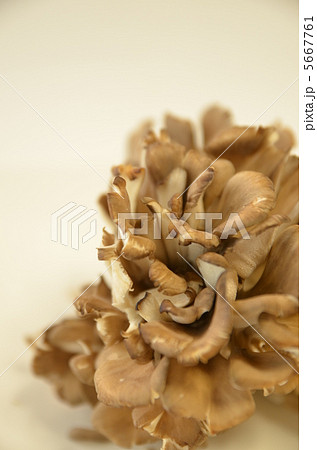 マイタケ 5667761