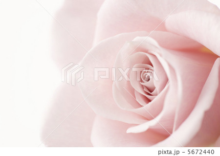 ピンクのバラ 5672440