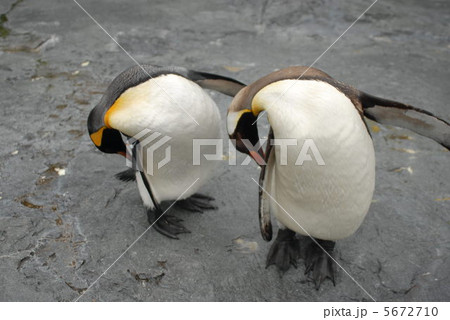 コウテイペンギン 5672710