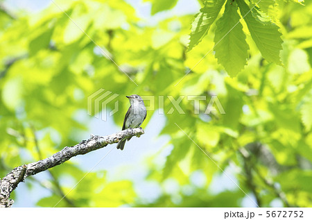 コサメビタキ コサメビタキ 5672752
