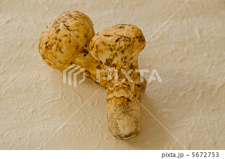 松茸 松茸 5672753