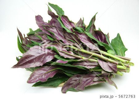 加賀野菜の金時草 加賀野菜の金時草 5672763