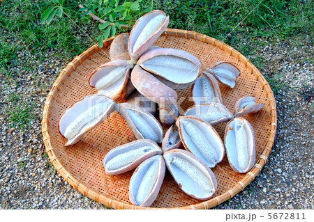 収穫したアケビ 5672811