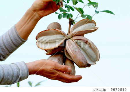 収穫した大きなアケビ 5672812