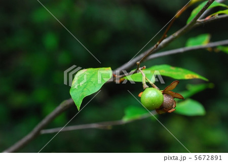 アブラチャン果実 アブラチャン果実 5672891