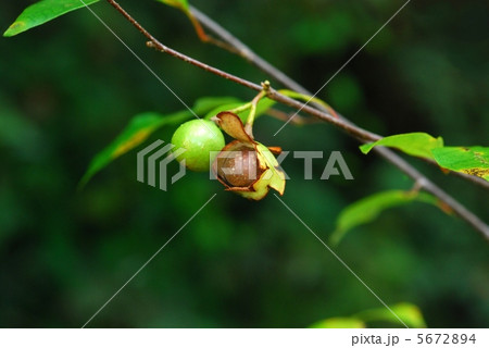 アブラチャン果実 5672894