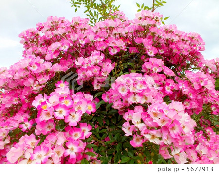 満開のつるバラ・紅桜 満開のつるバラ・紅桜 5672913