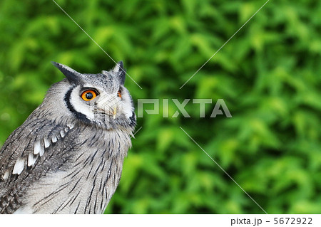 木菟 木菟 5672922