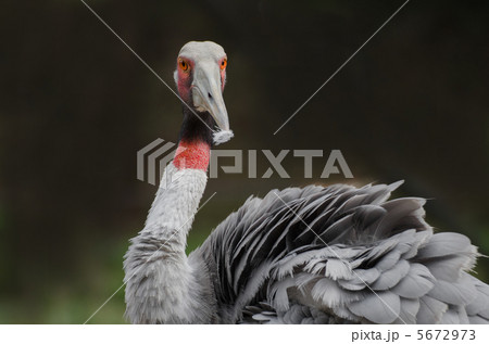 毛繕いするオオヅル 5672973