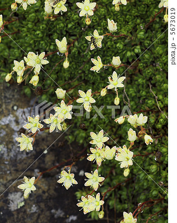 シコタンソウ 5673019