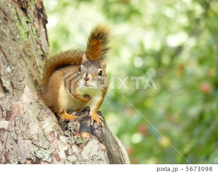 アメリカアカリス アメリカアカリス 5673098