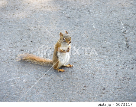 アメリカアカリス 5673117