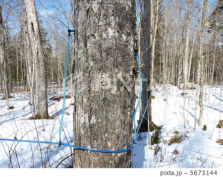 メープルシロップづくり メープルシロップづくり 5673144