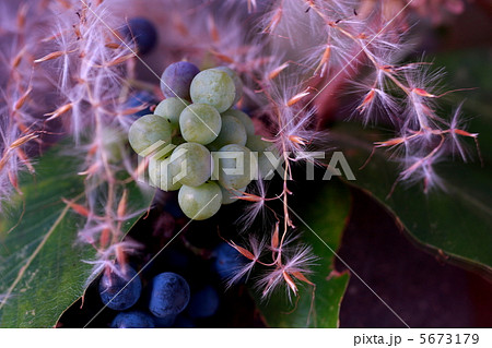 山葡萄とススキ 山葡萄とススキ 5673179