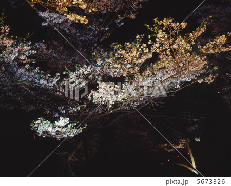 夜桜 夜桜 5673326