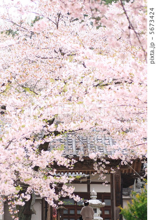 春の珊瑚寺 春の珊瑚寺 5673424