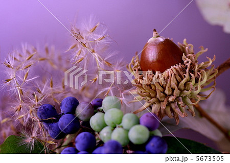 クヌギのどんぐりと山葡萄とすすき 5673505
