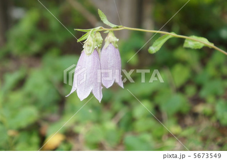 ホタルブクロ 5673549
