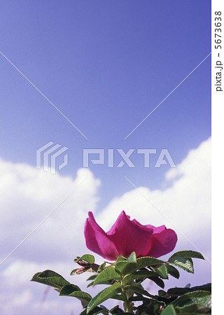 空に向かって咲く 5673638