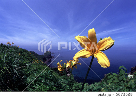 岬に咲く 5673639