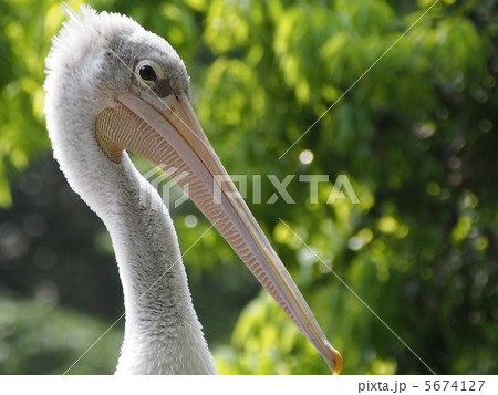 モモイロペリカンの顔 5674127