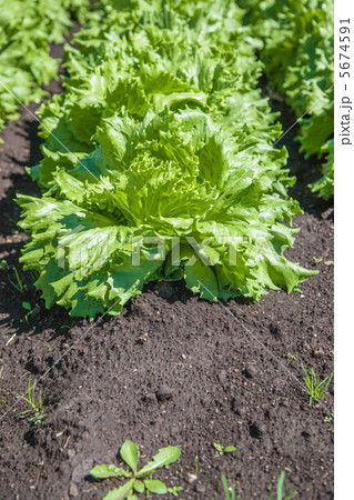 信州の高原野菜レタス 信州の高原野菜レタス 5674591