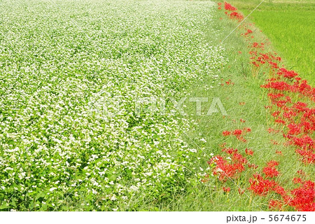 蕎麦の花と彼岸花 蕎麦の花と彼岸花 5674675