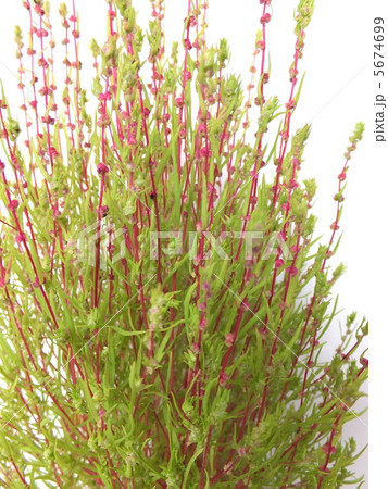 コキア ( 別名 ホウキギ、ホウキグサ ) コキア ( 別名 ホウキギ、ホウキグサ ) 5674699