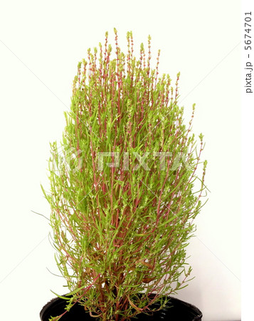 コキア　( 別名　ホウキギ、ホウキグサ　) 5674701