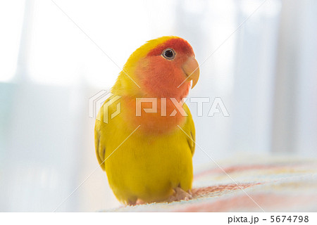 コザクラインコ 5674798