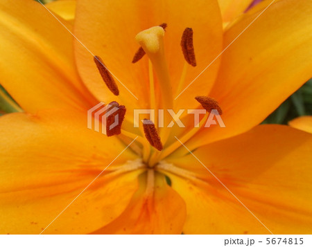 山ゆりの里 山ゆりの里 5674815