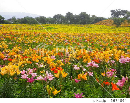 山ゆりの里 山ゆりの里 5674844