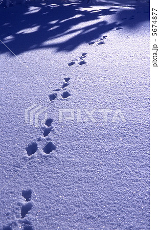 雪野原に残された野うさぎの足あと 5674877
