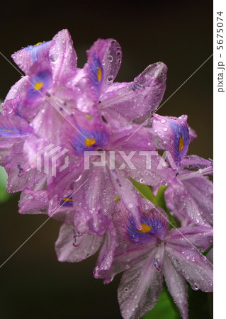 雨降りの 5675074