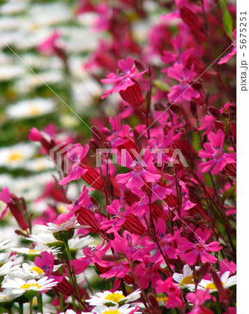 花畑(フクロナデシコ) 花畑(フクロナデシコ) 5675251