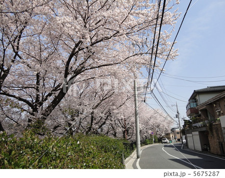 桜の道 5675287