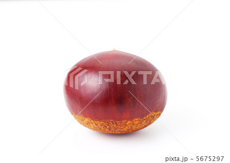 栗 5675297