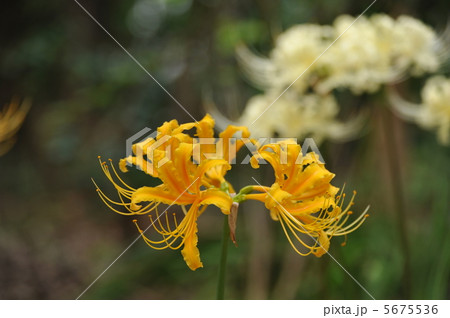 黄色の彼岸花 5675536