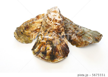 牡蠣 5675551