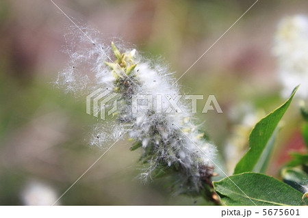 柳絮(りゅうじょ) 柳絮(りゅうじょ) 5675601