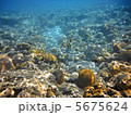 世界遺産の海中　父島　宮の浜　 5675624