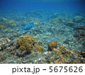 父島のナンヨウブダイ 5675626