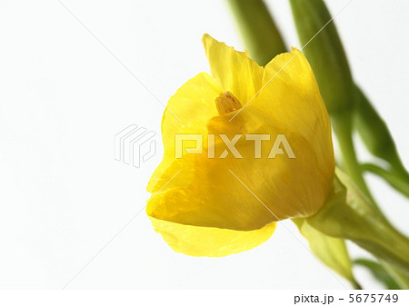 月見草の蕾 5675749