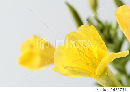 月見草の花と蕾 5675751