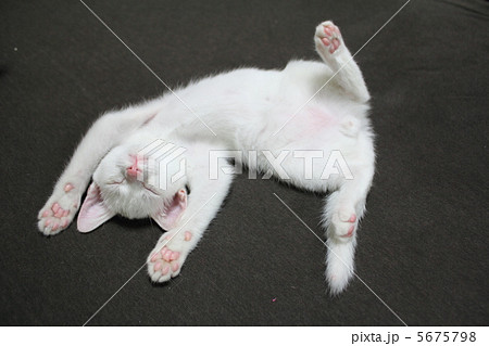 仰向けで寝る子猫(ヘソ天) 仰向けで寝る子猫(ヘソ天) 5675798