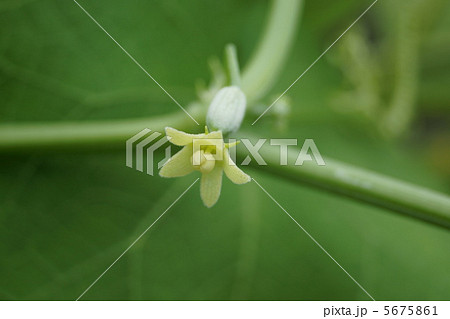 野菜の花 5675861