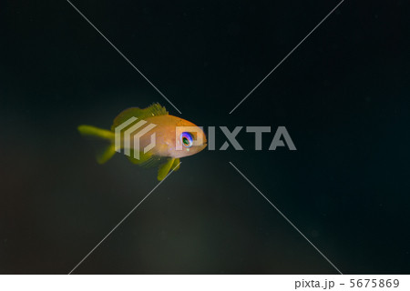 キンギョハナダイ2 5675869