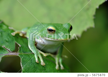 シュレーゲルアオガエル 5675870